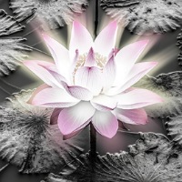 flor-de-loto-padma-simbolo-budismo